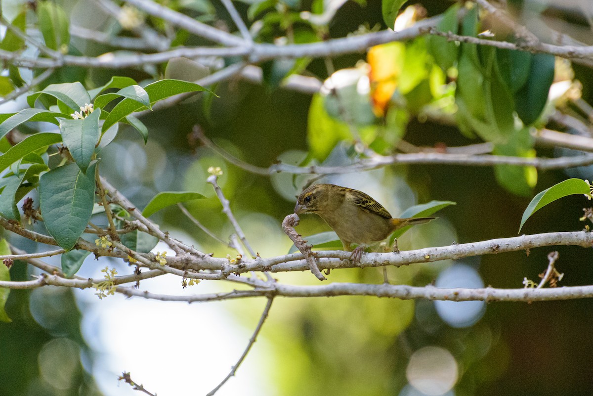 Red Fody - ML645988767