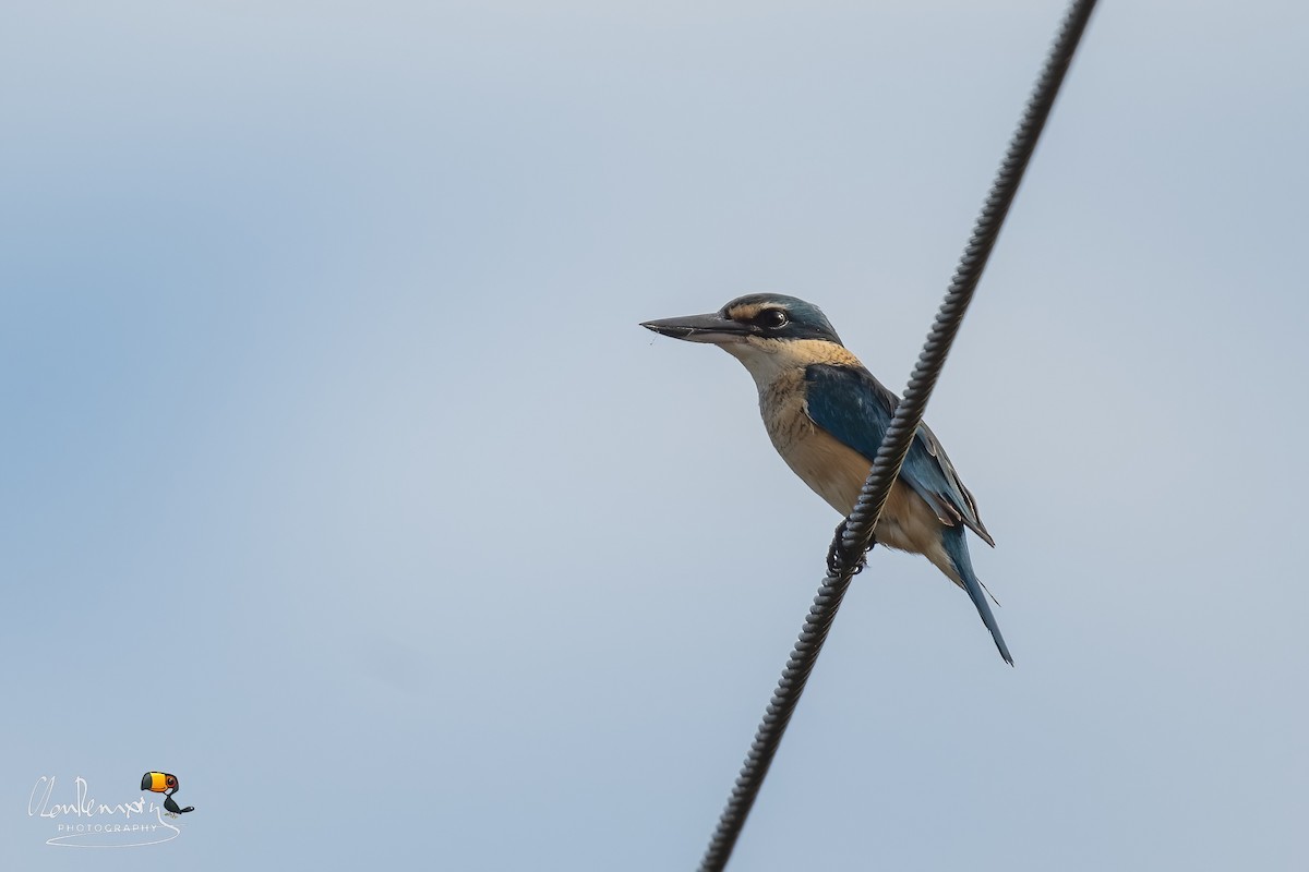 Sacred Kingfisher - ML645988774