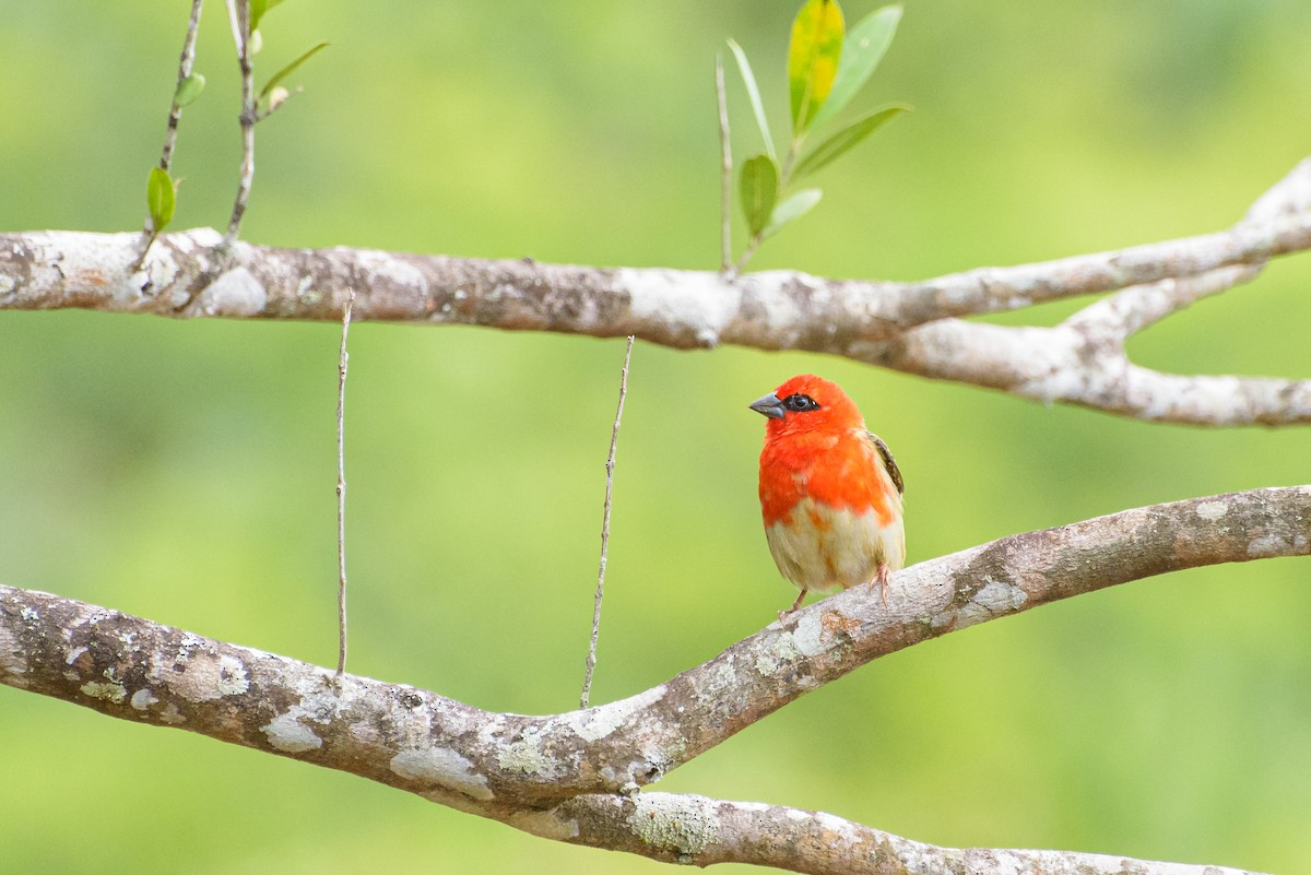 Red Fody - ML645988799