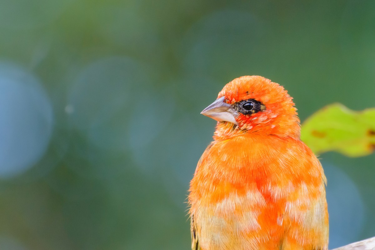 Red Fody - ML645988800