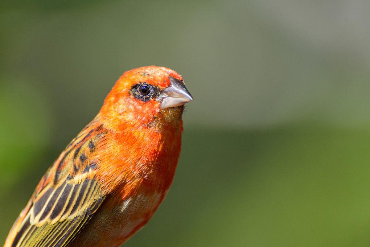 Red Fody - ML645988801