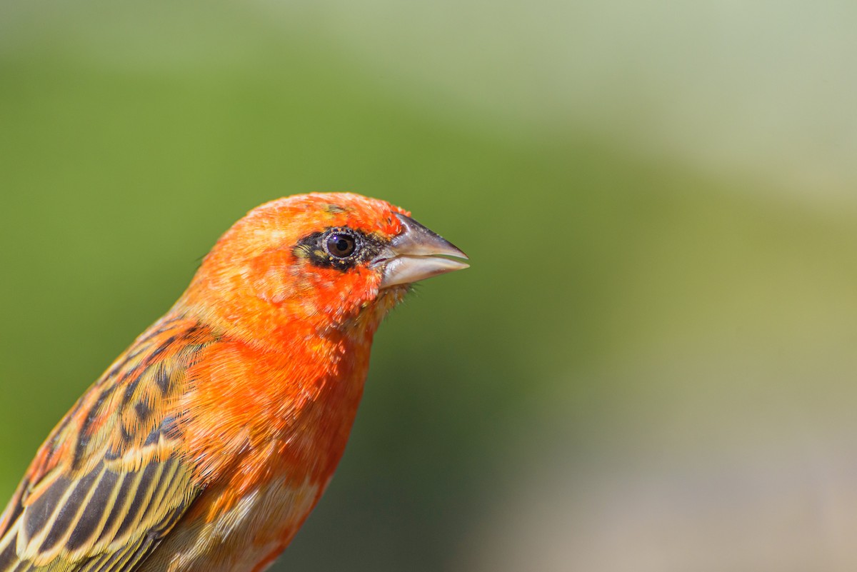 Red Fody - ML645988802