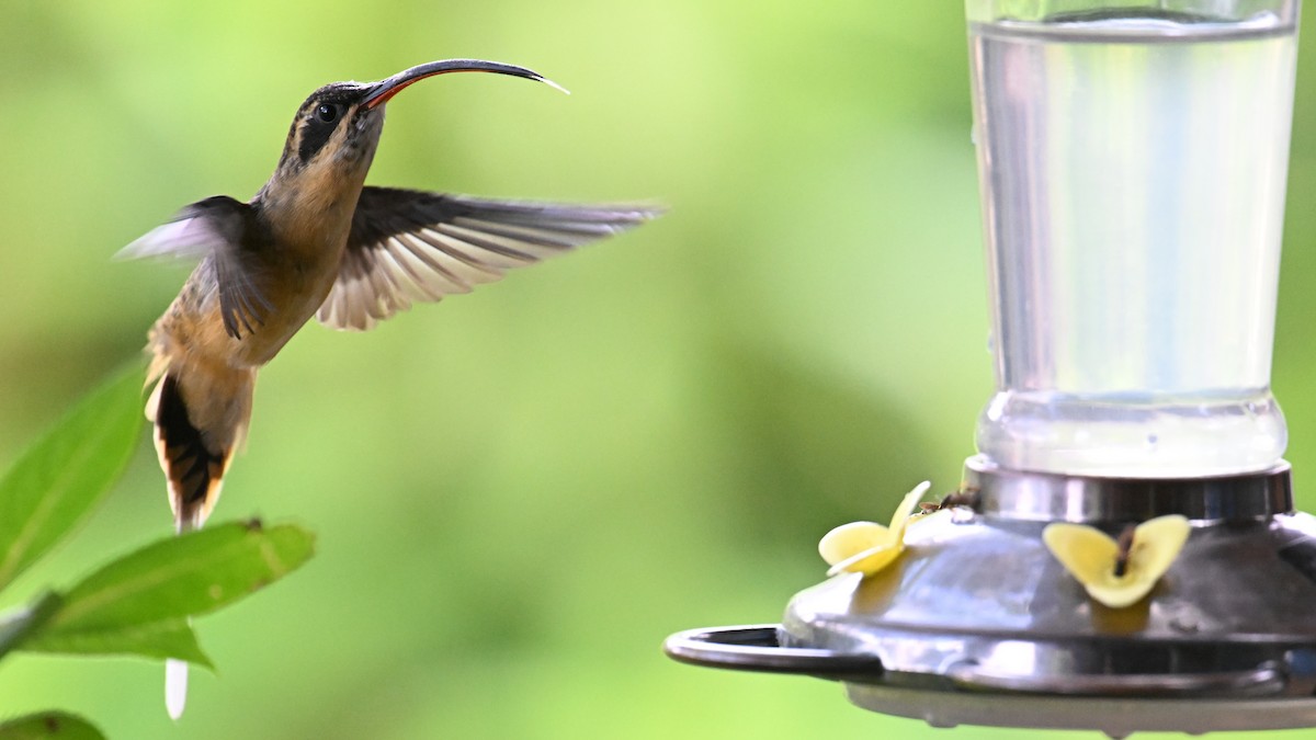 Tawny-bellied Hermit - ML645988803