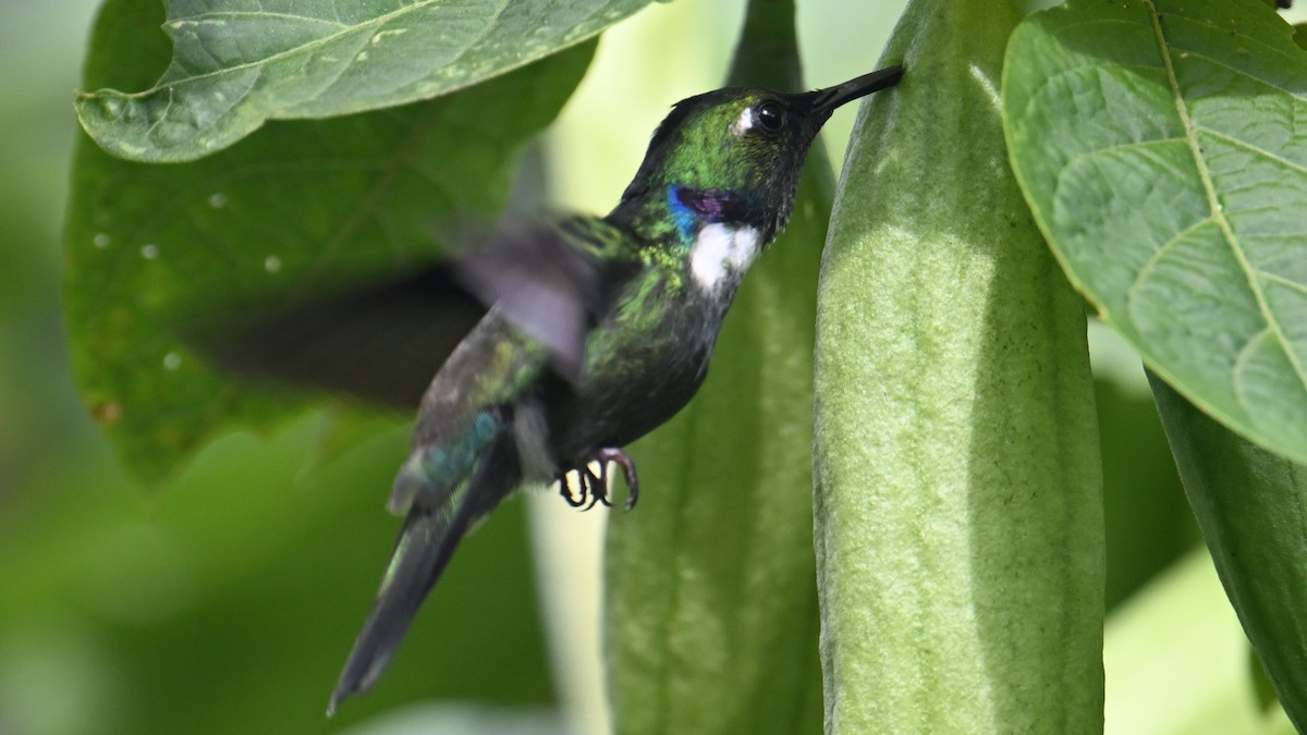 White-throated Daggerbill - ML645988806