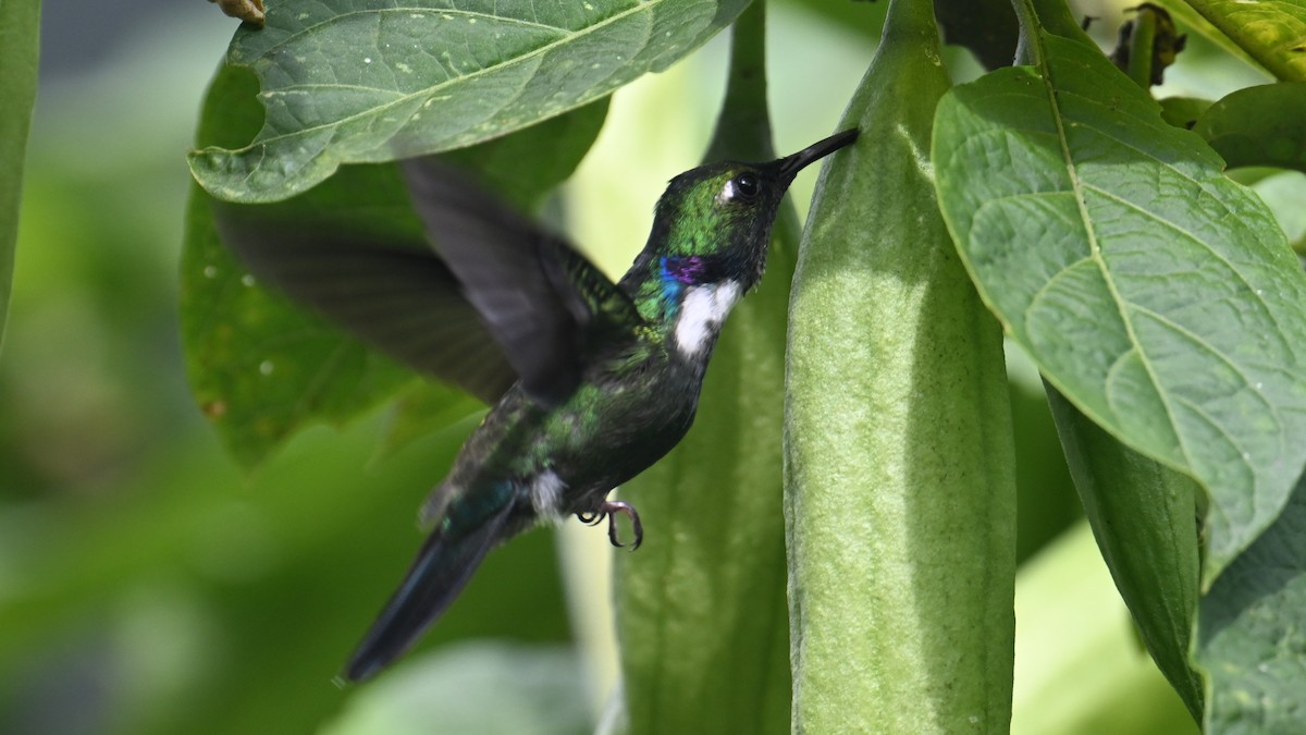 White-throated Daggerbill - ML645988807