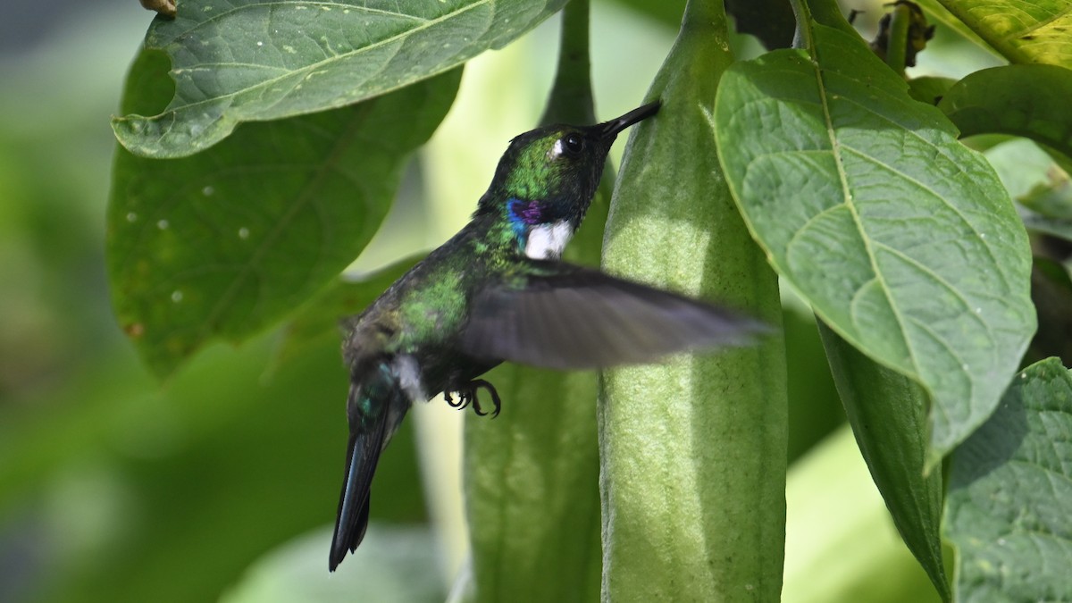 White-throated Daggerbill - ML645988812