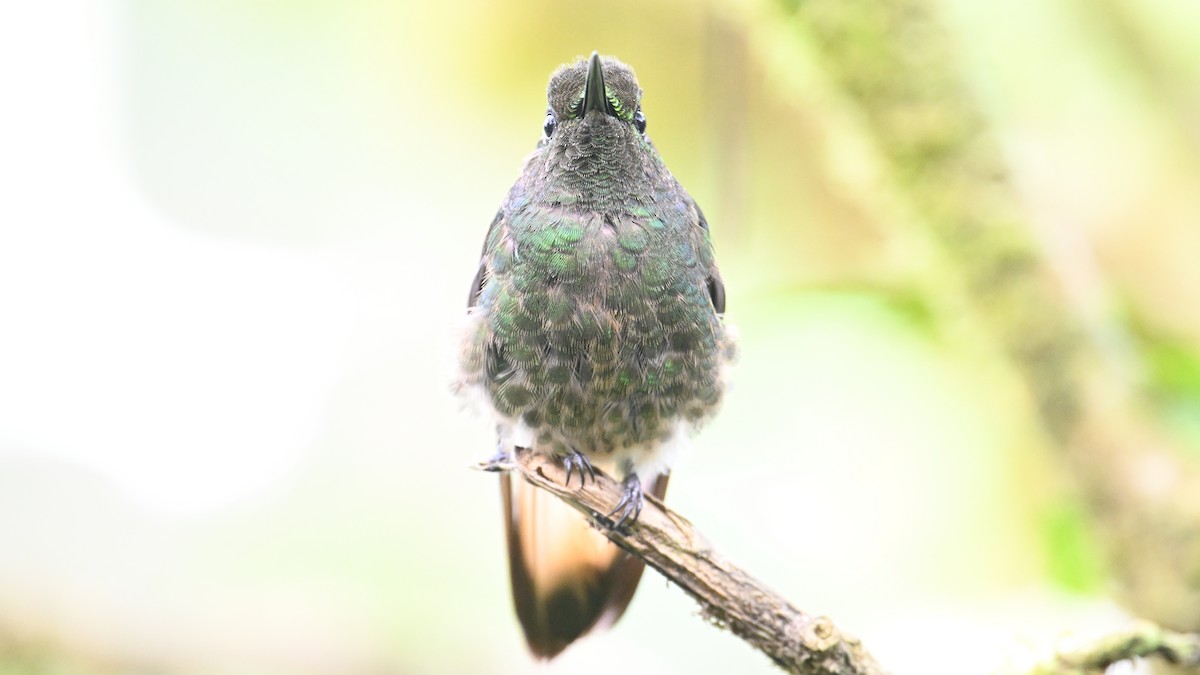 Buff-tailed Coronet - ML645988827