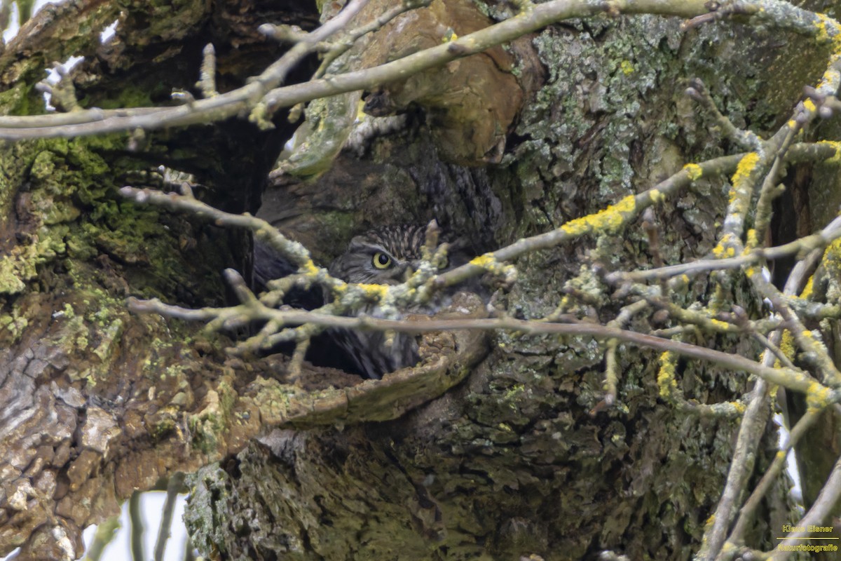 縱紋腹小鴞 - ML645988828