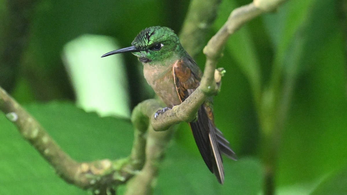 チャムネテリハチドリ - ML645988832