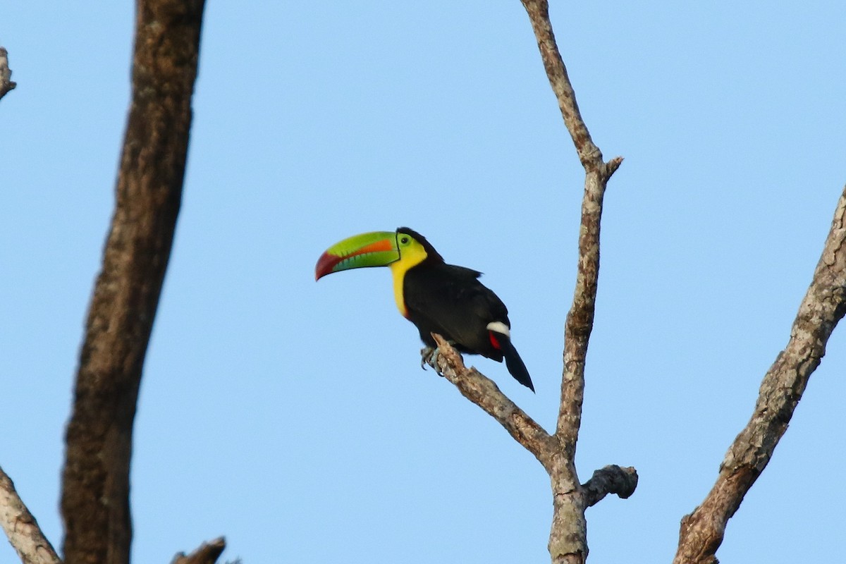 tukan středoamerický - ML645988834