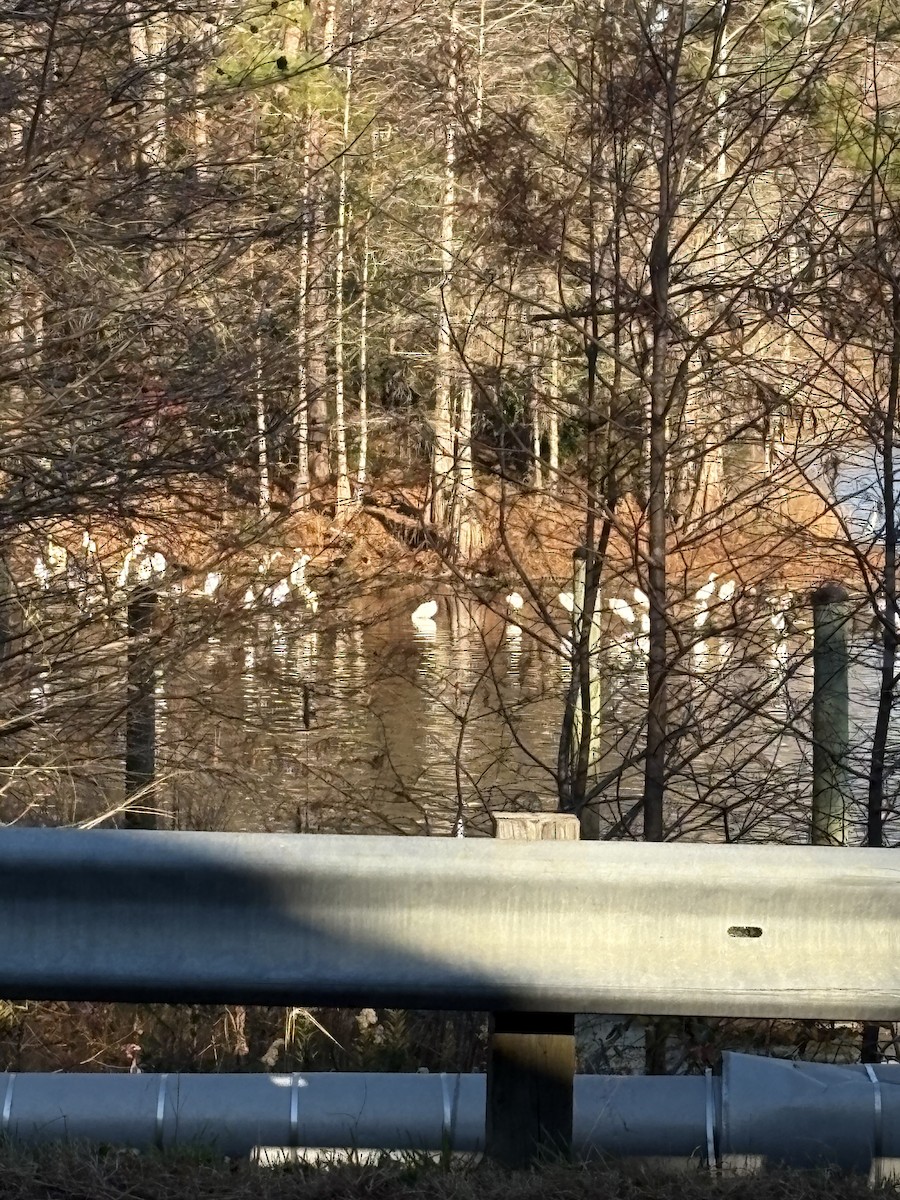 Great Egret - ML645988836