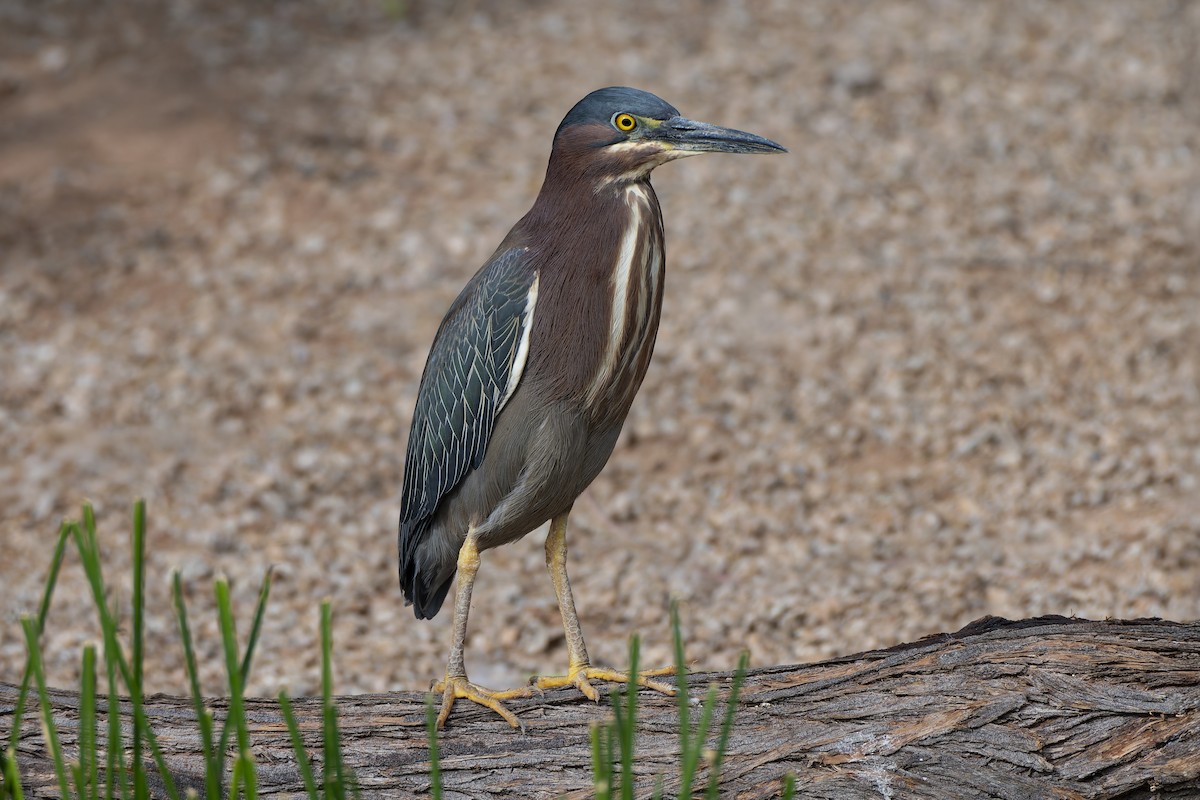 Green Heron - ML645988841