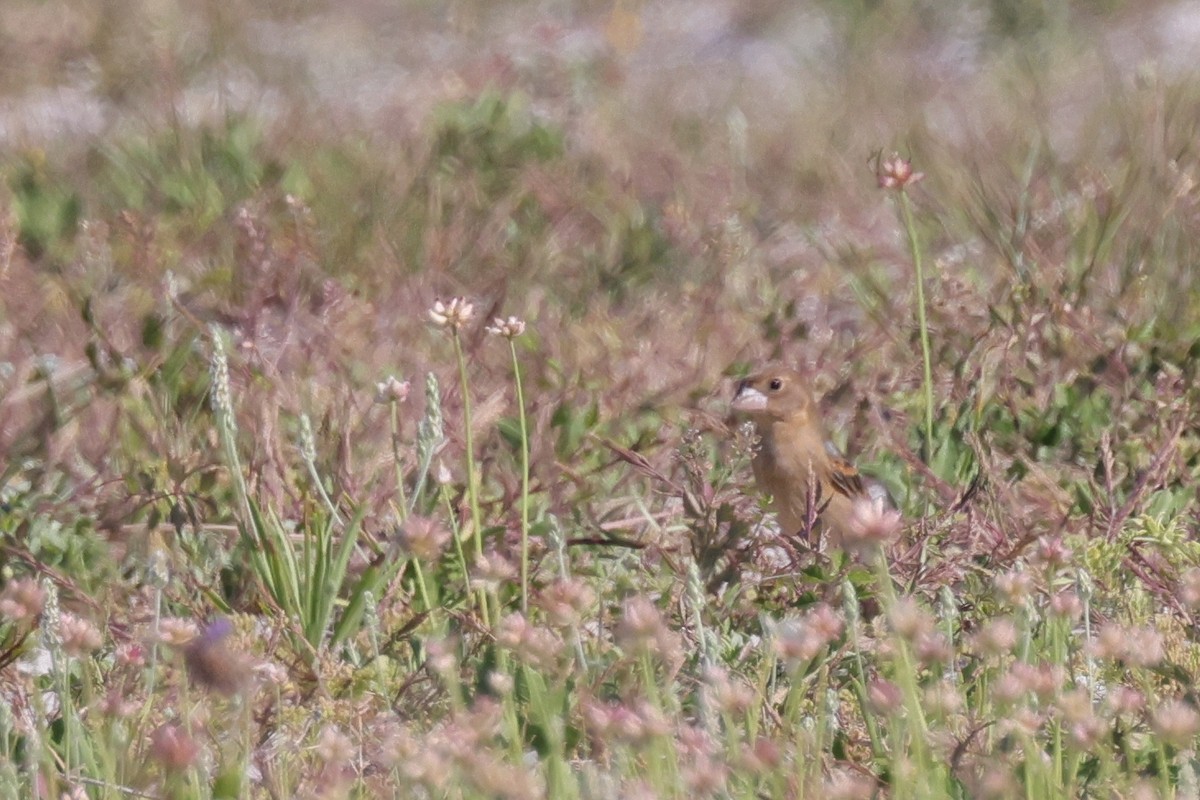 Blue Grosbeak - ML645988887