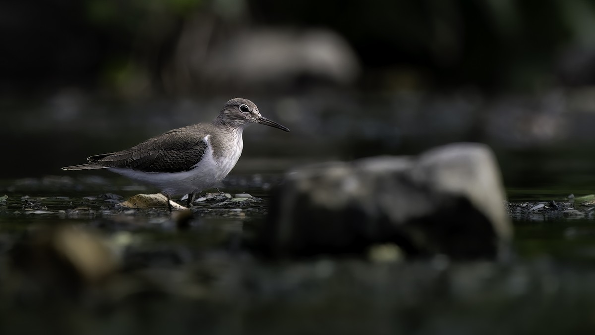 Common Sandpiper - ML645988897