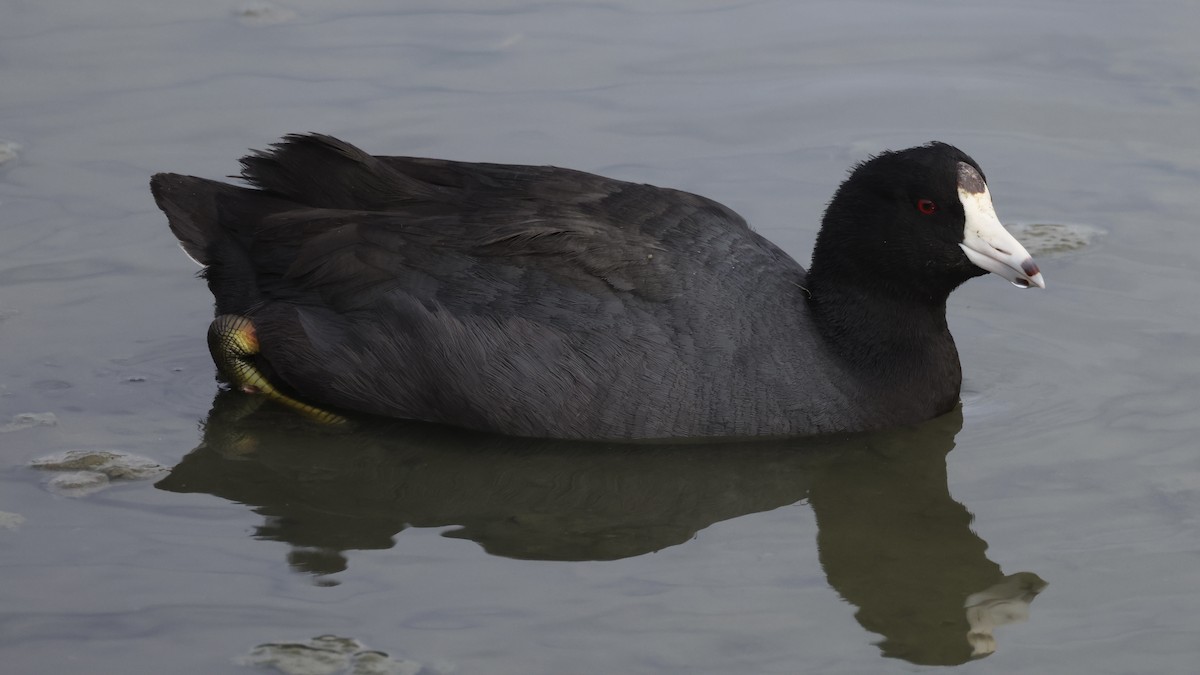 American Coot - ML645988903