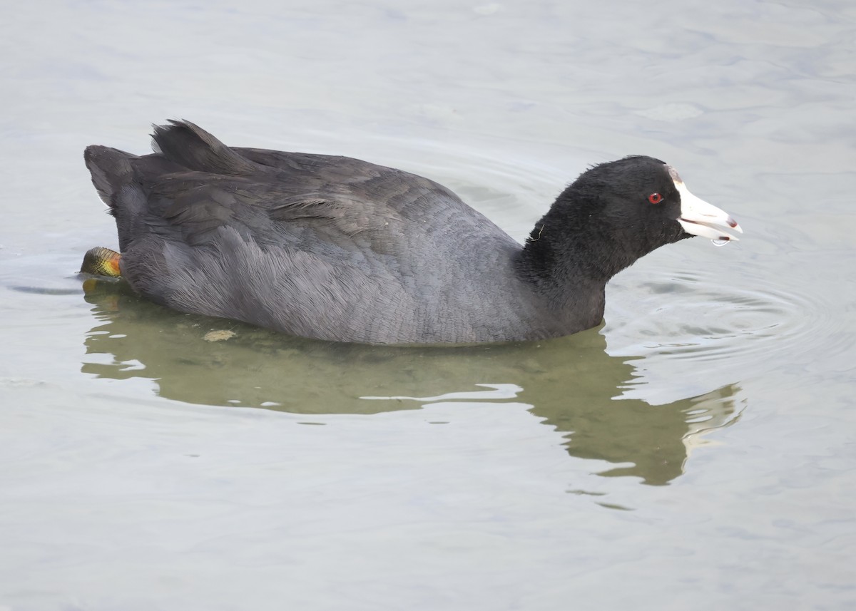 American Coot - ML645988904