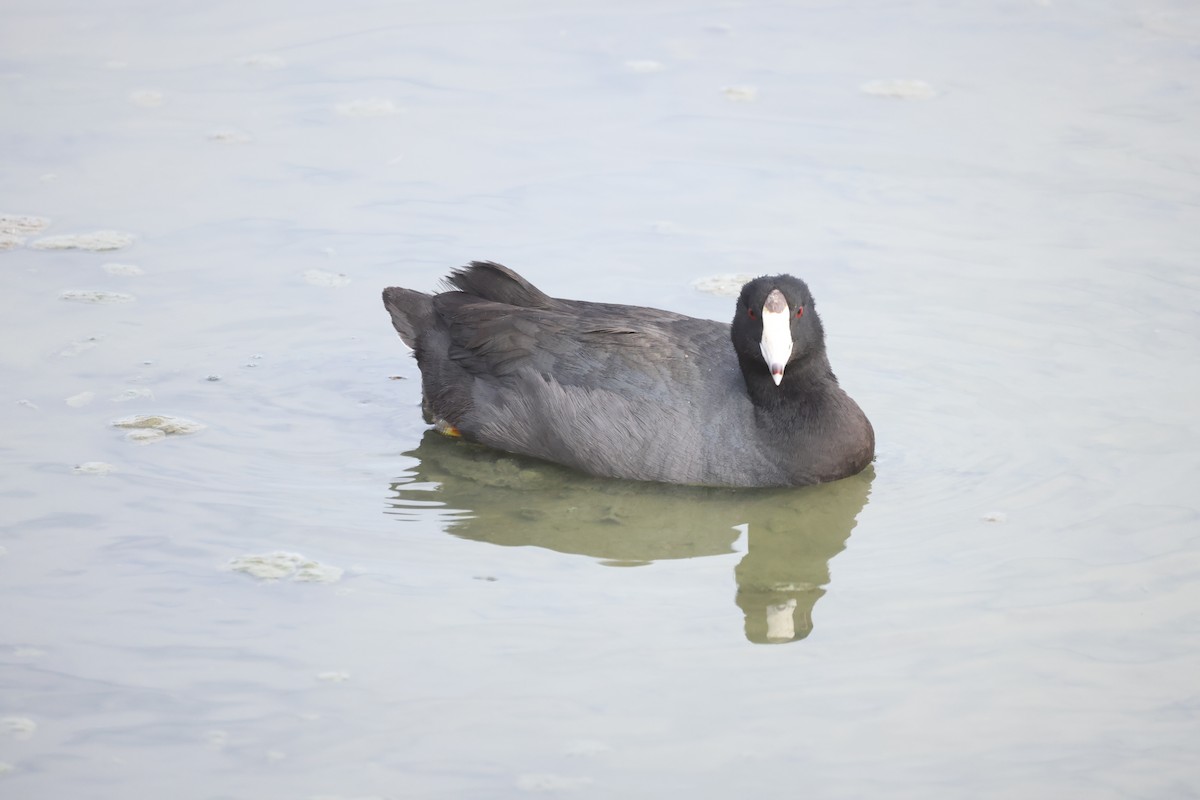American Coot - ML645988905