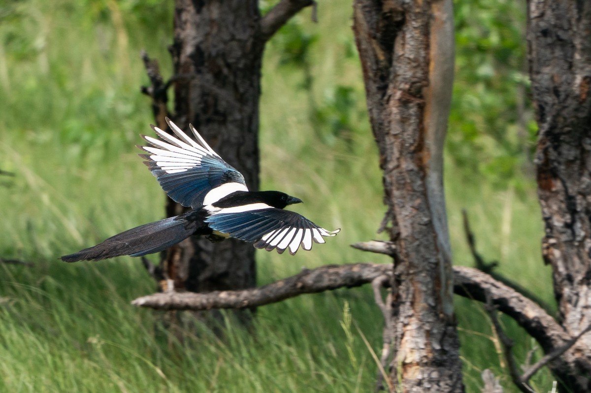 straka americká - ML645988907