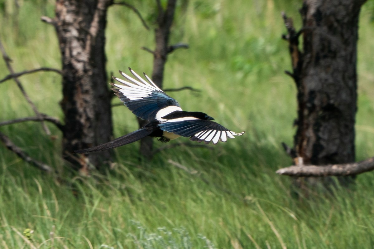 straka americká - ML645988908