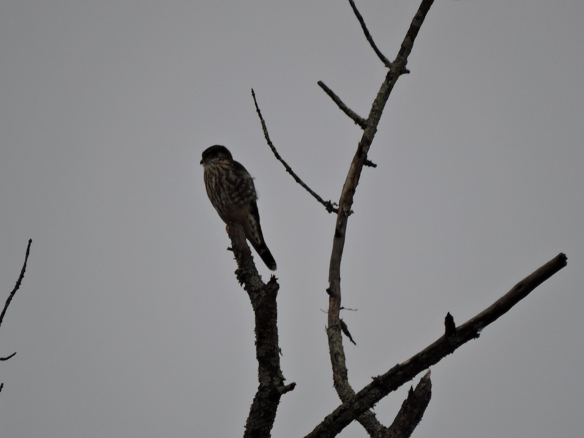 Merlin - ML645988910