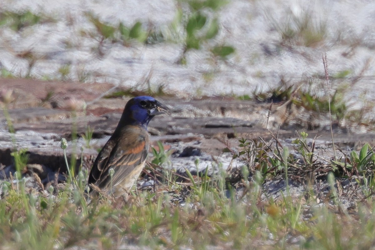 Blue Grosbeak - ML645988911