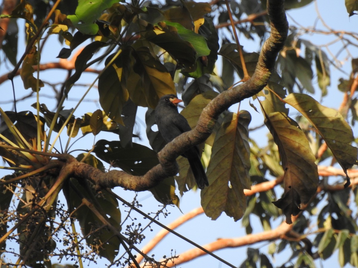 White-fronted Nunbird - ML645988912