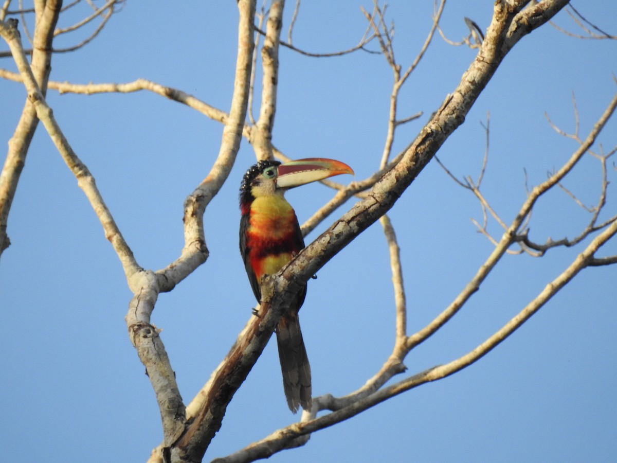 Curl-crested Aracari - ML645988914