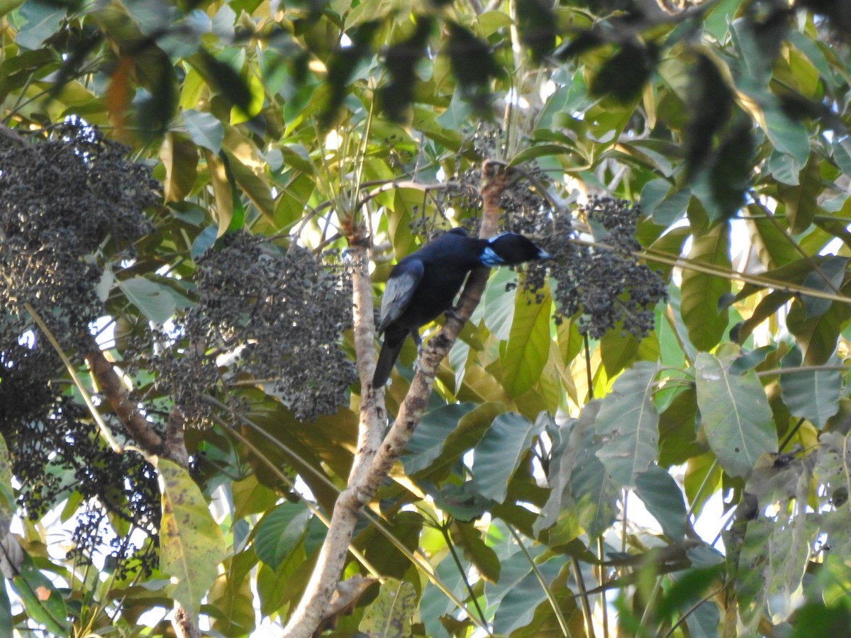Bare-necked Fruitcrow - ML645988918