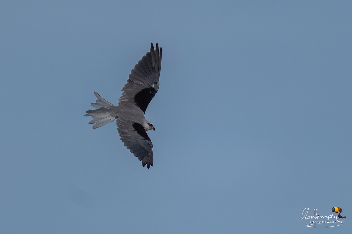 Black-shouldered Kite - ML645988919