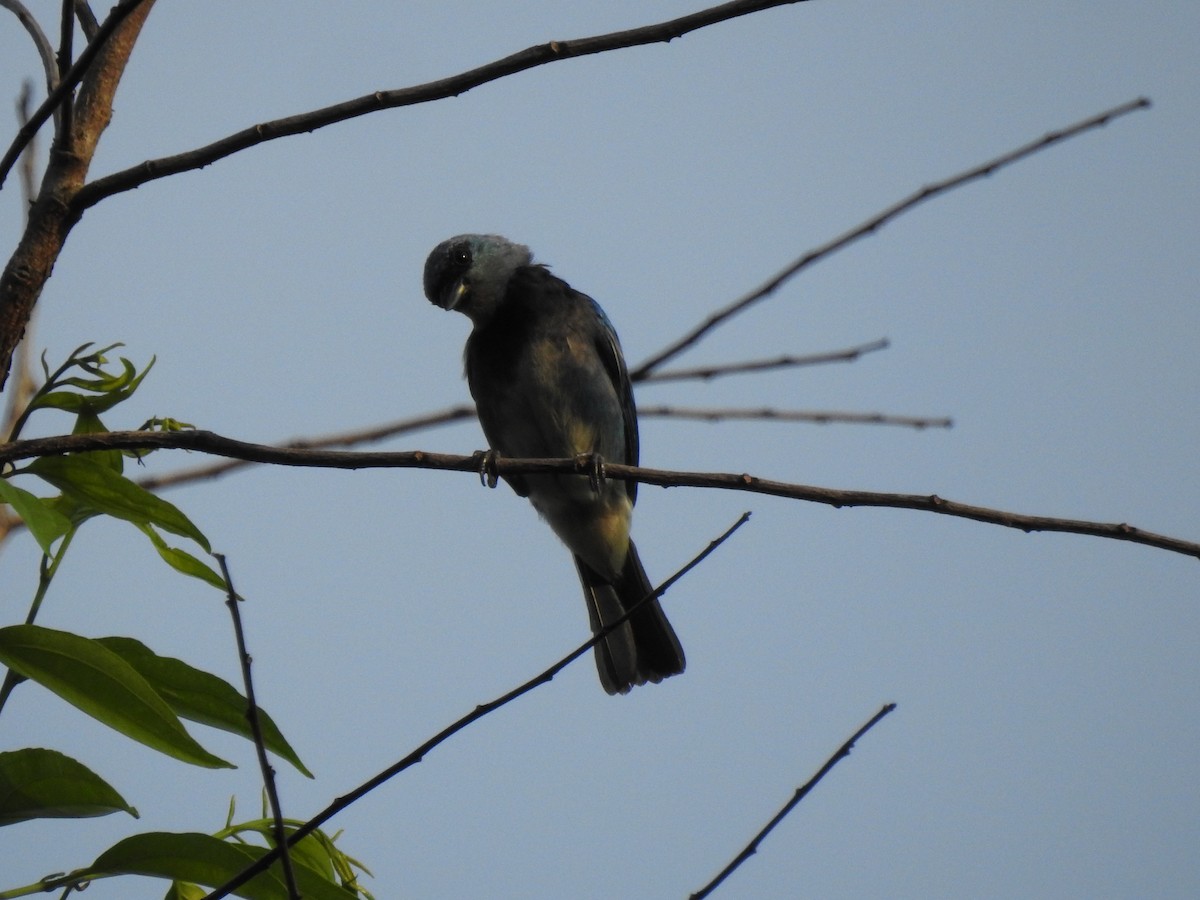 Masked Tanager - ML645988923