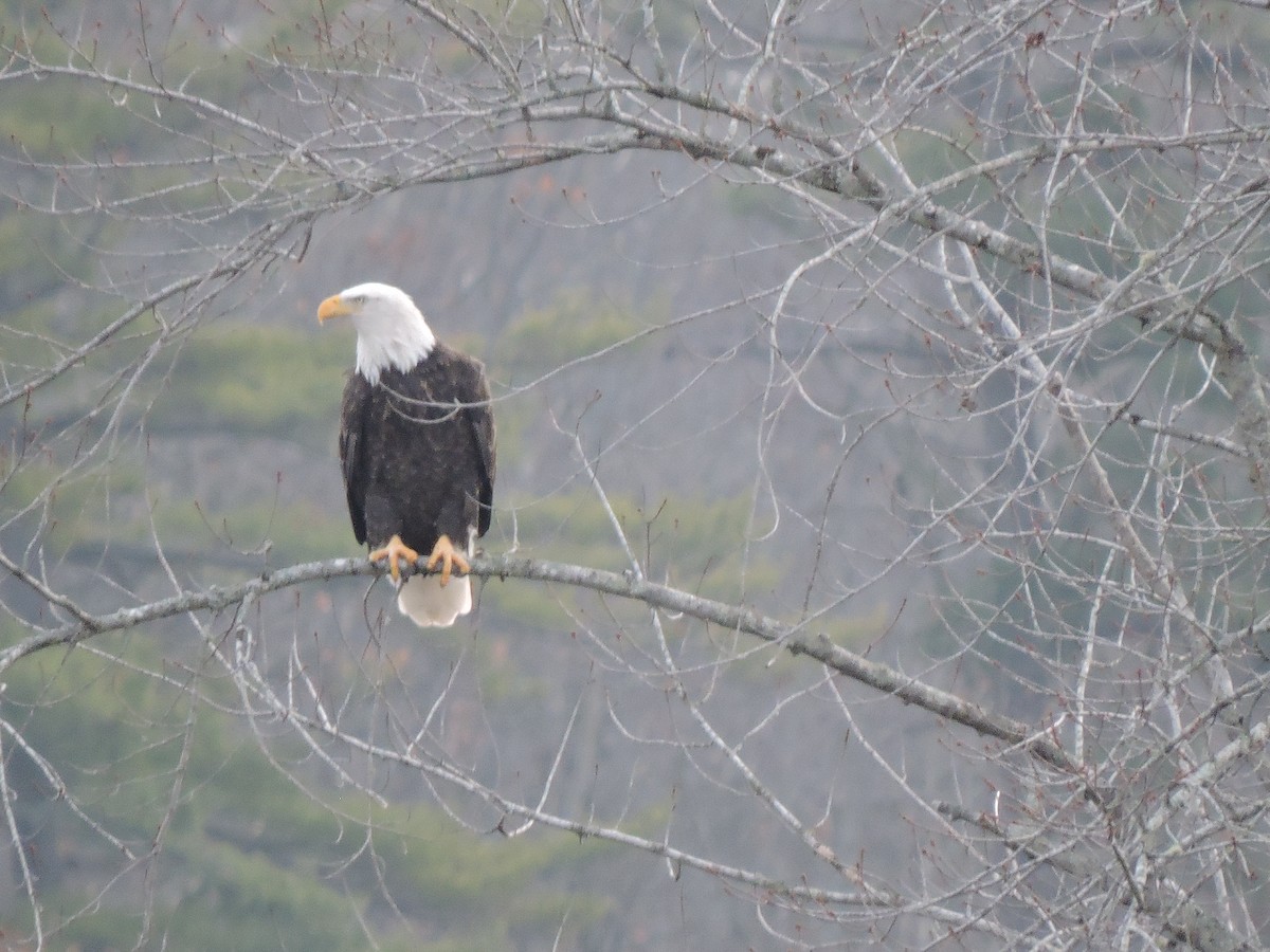 Bald Eagle - ML645988925