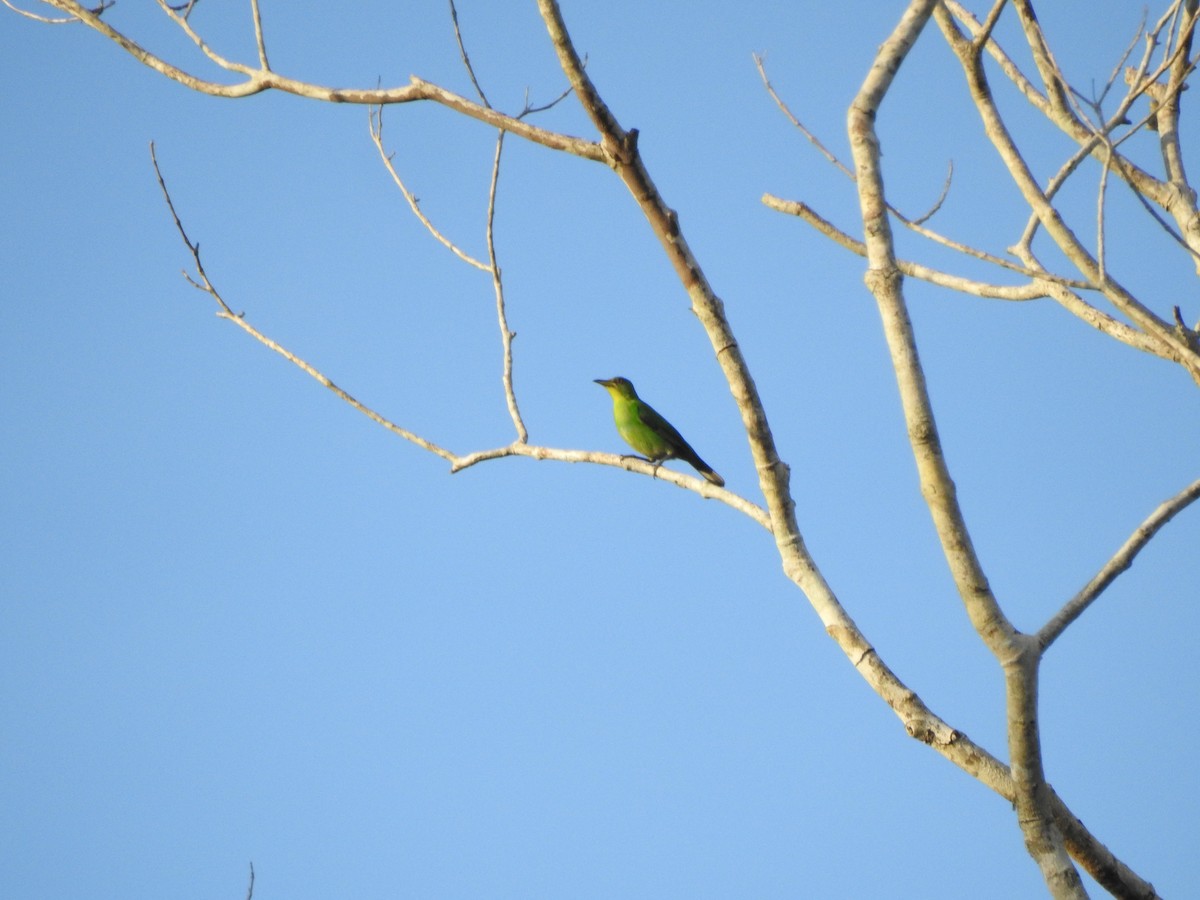 Green Honeycreeper - ML645988926