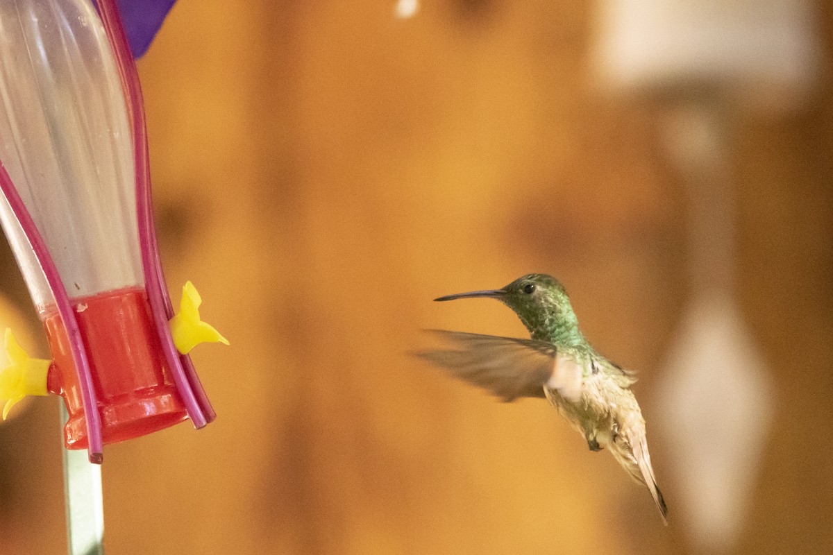 Berylline Hummingbird - ML645988927