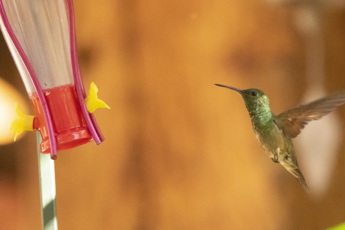 Berylline Hummingbird - ML645988930