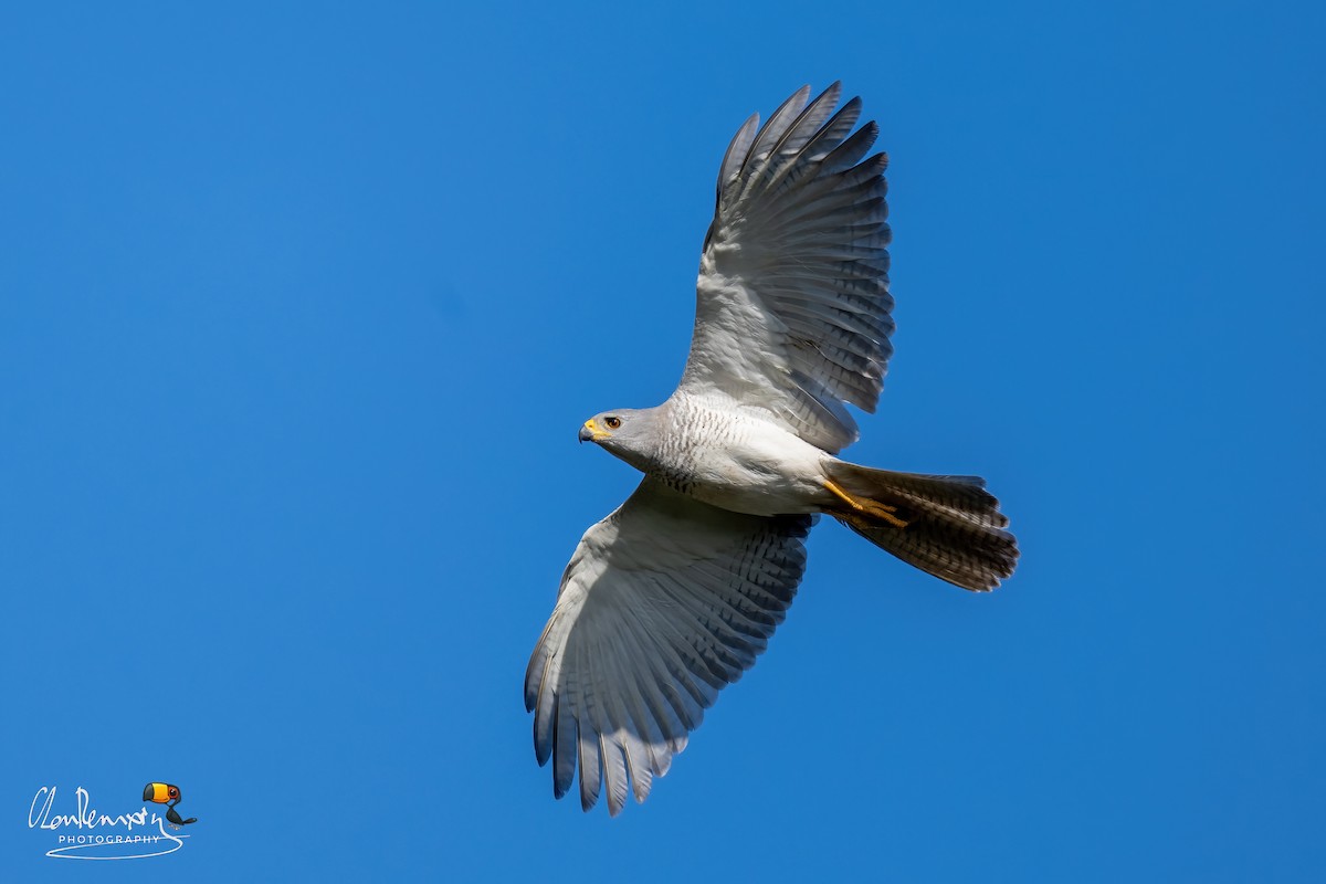 Gray Goshawk - ML645988932