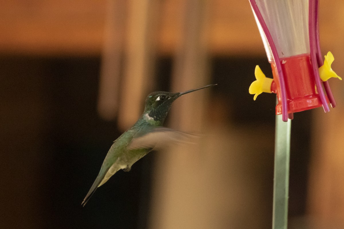 Rivoli's Hummingbird - ML645988933
