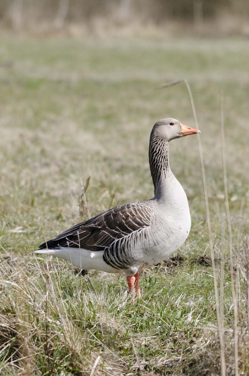 Oca selvatica - ML645988937