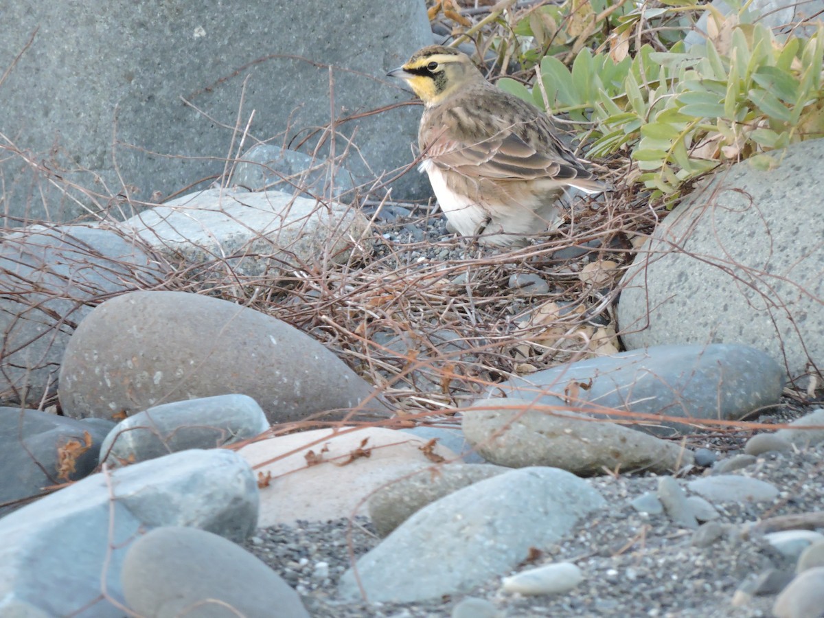 Allodola golagialla - ML645988955