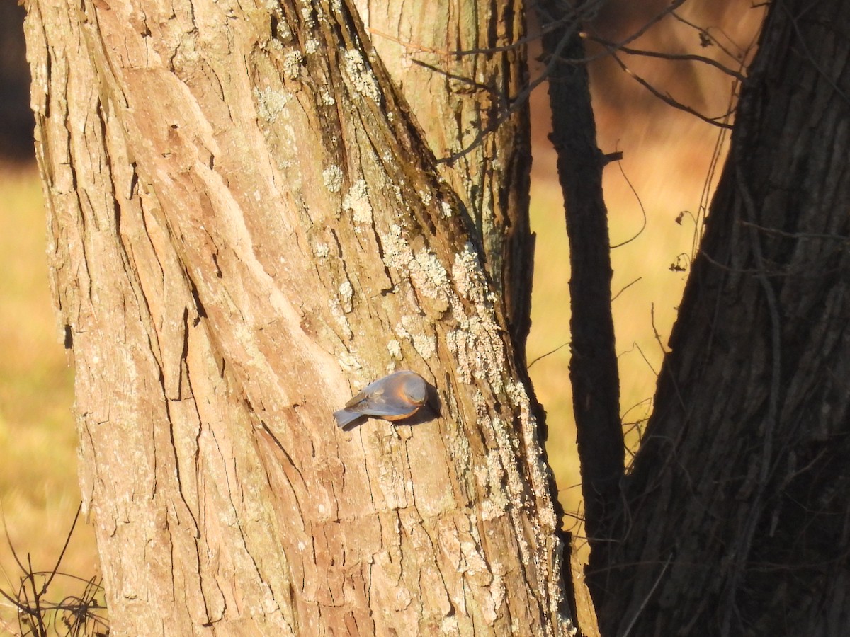 Rotkehl-Hüttensänger - ML645988956