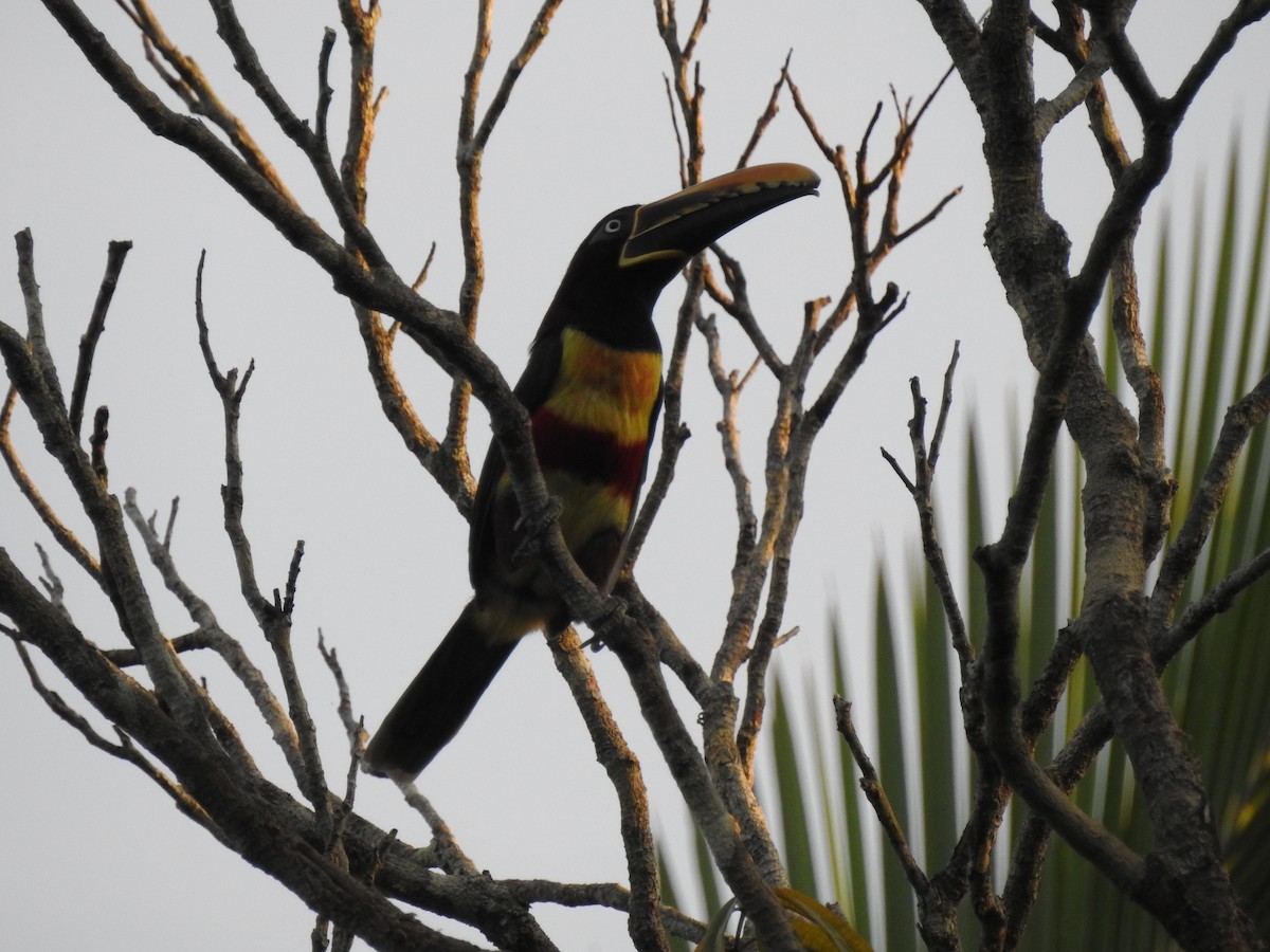 arassari hnědouchý - ML645988957