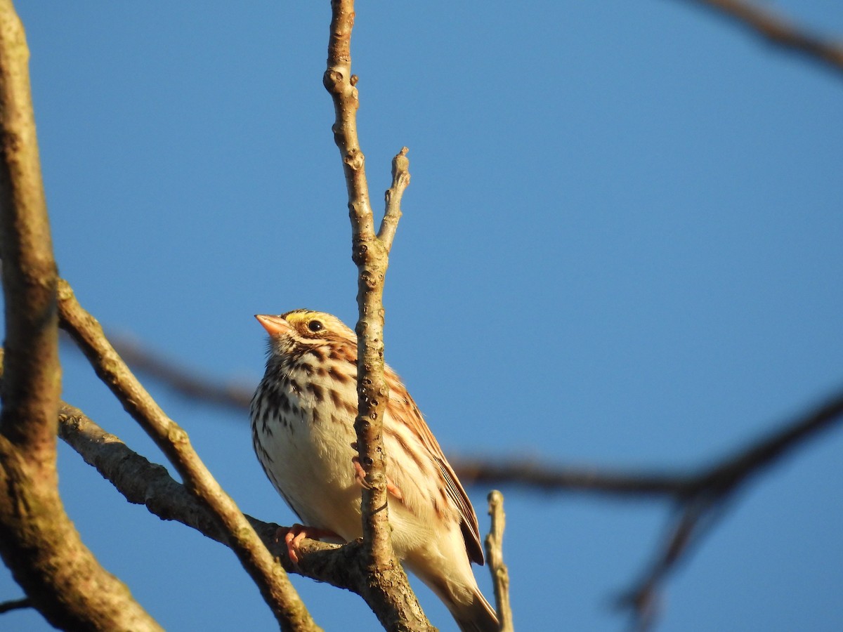 Savannah Sparrow - ML645988960