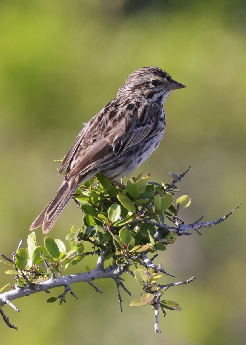 Savannah Sparrow - ML645988981