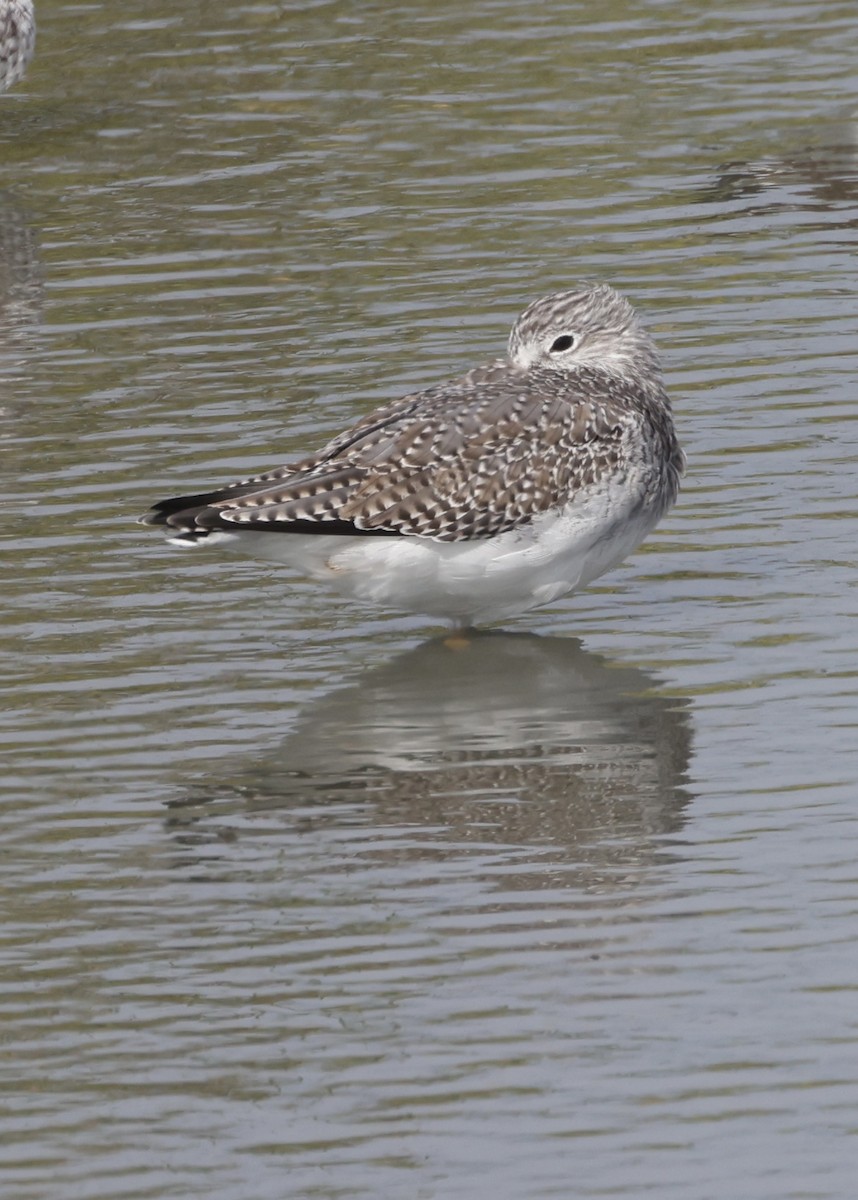 Lesser/Greater Yellowlegs - ML645988985