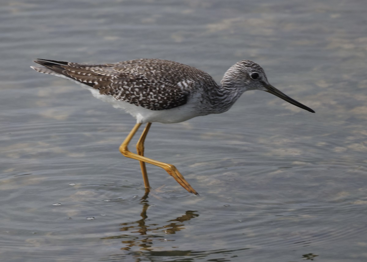 Lesser/Greater Yellowlegs - ML645988986