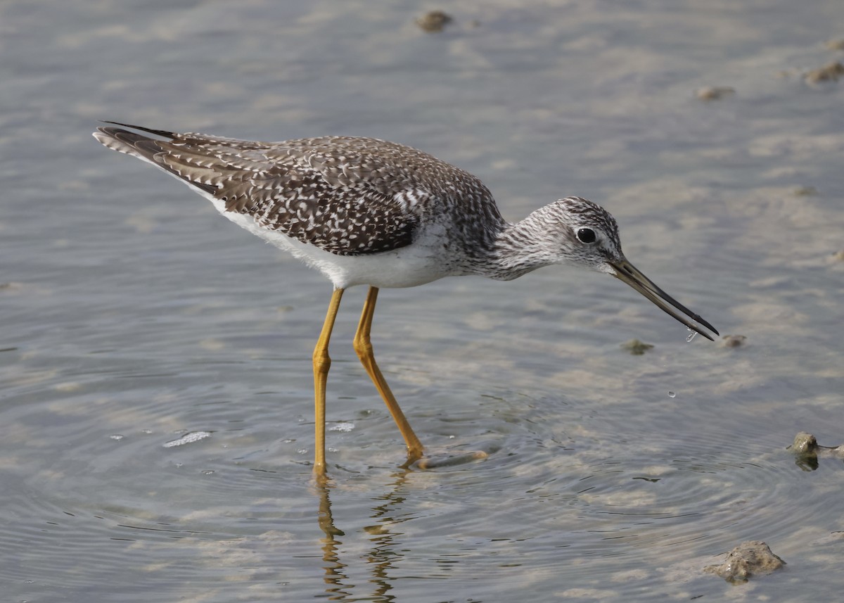 Lesser/Greater Yellowlegs - ML645988987