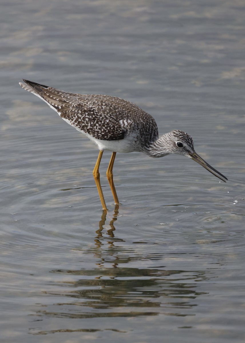 Lesser/Greater Yellowlegs - ML645988988