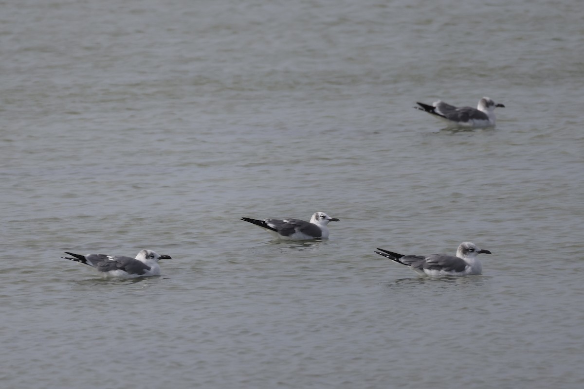 Ацтекская чайка - ML645989001