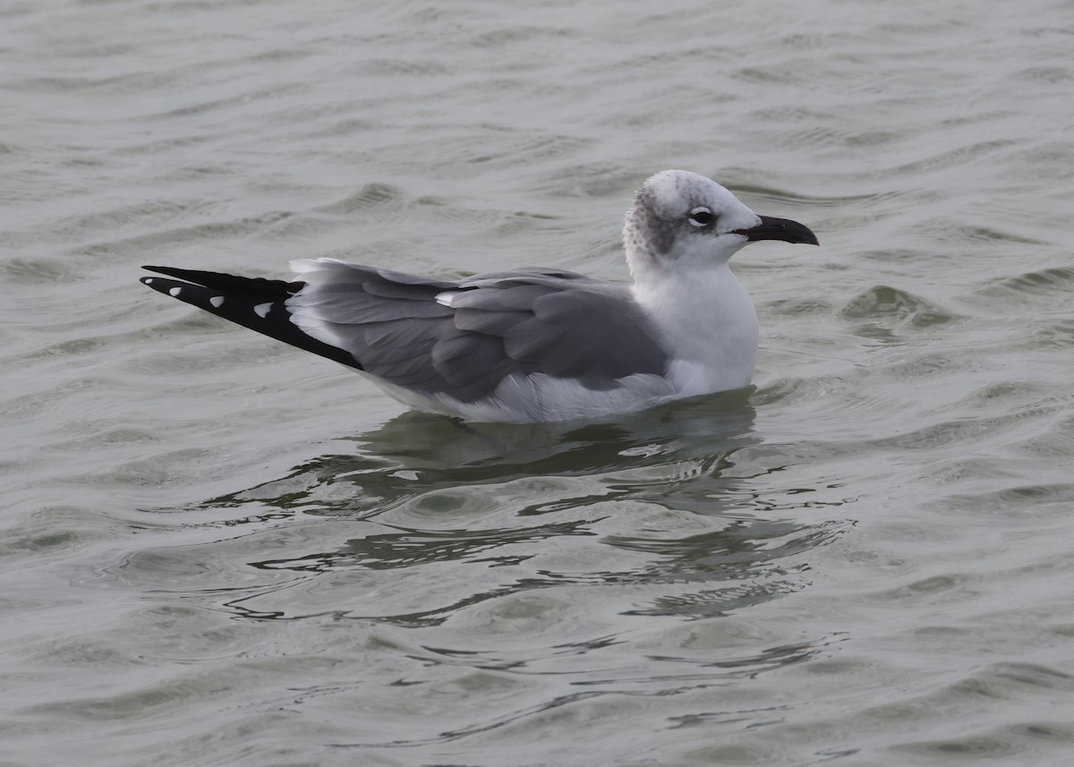 Ацтекская чайка - ML645989002