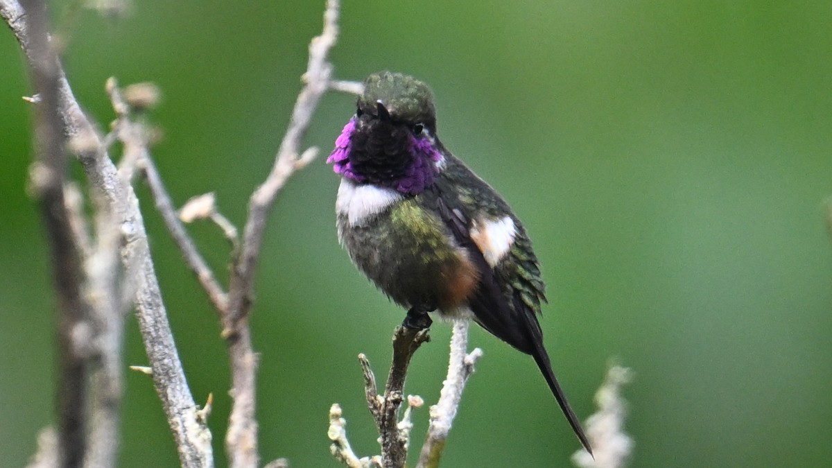 Purple-throated Woodstar - ML645989007