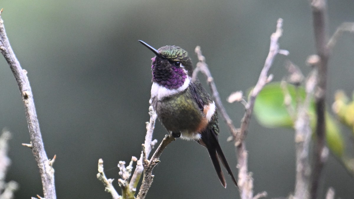 Purple-throated Woodstar - ML645989009